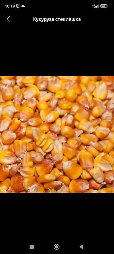 Продаю кукурузу жугору сорт пионер 55-60 тонна. Кемин. 24сом at lalafo.kg Продаю кукурузу жугору сорт пионер 55-60 тонна. Кемин. 24сом