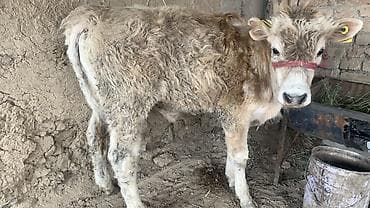 Продаю | Бык (самец), Музоо, торпок at lalafo.kg Продаю | Бык (самец), Музоо, торпок