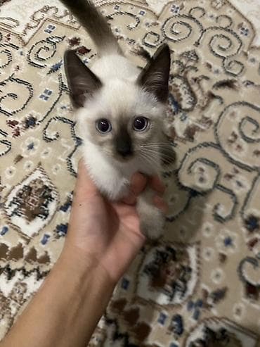 Сиамский котёнок с поинтовым окрасом (seal point). Большие голубые at lalafo.kg Сиамский котёнок с поинтовым окрасом (seal point). Большие голубые