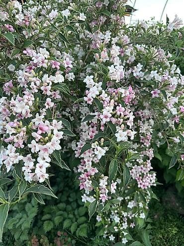 🌺 Продаются декоративные кустарники вейгелы 🌺 Украсьте свой сад ярким at lalafo.kg 🌺 Продаются декоративные кустарники вейгелы 🌺 Украсьте свой сад ярким