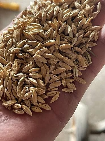 Продается ячмень на семена. Сорт Талай
Цена:28 сом at lalafo.kg Продается ячмень на семена. Сорт Талай
Цена:28 сом