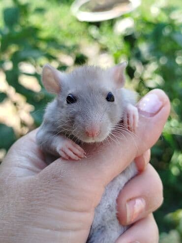 Шиншиллалар: Крысята ищут семью,которая их полюбит. Белые,голубые,в крапинку и с lalafo.kg да — 1 Шиншиллалар: Крысята ищут семью,которая их полюбит. Белые,голубые,в крапинку и с — 1