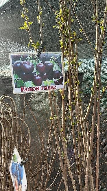 Тюльпан: Саженцы и рассада декоративных и плодовых культур. Ассортимент по at lalafo.kg — 4 Тюльпан: Саженцы и рассада декоративных и плодовых культур. Ассортимент по — 4