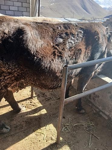 Продаю | Корова (самка) | Для разведения | Привязанные at lalafo.kg Продаю | Корова (самка) | Для разведения | Привязанные