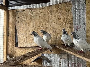 Пакистанский голуби высоко лётные долго лётные номер тел 0508 09 19 61 at lalafo.kg Пакистанский голуби высоко лётные долго лётные номер тел 0508 09 19 61