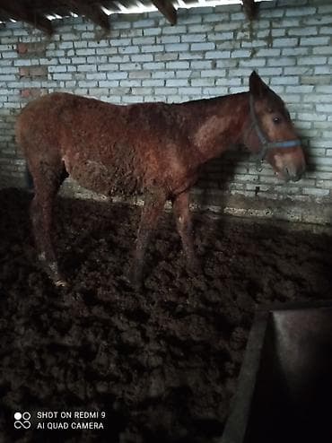 Продаю | Конь (самец) | Кара Жорго | Для разведения | Мерин at lalafo.kg — 3 Продаю | Конь (самец) | Кара Жорго | Для разведения | Мерин — 3