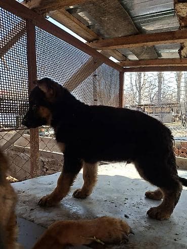 Щенок немецкой овчарки (кобель), классический черно‑рыжий окрас at lalafo.kg Щенок немецкой овчарки (кобель), классический черно‑рыжий окрас