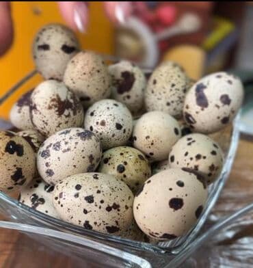 🪺Перепелиное яйцо от производителя❗️ ✅С фермерского хозяйства🤗 at lalafo.kg 🪺Перепелиное яйцо от производителя❗️ ✅С фермерского хозяйства🤗