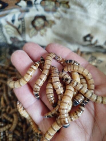 Продам больших
зоофобусов.
на корм at lalafo.kg Продам больших
зоофобусов.
на корм