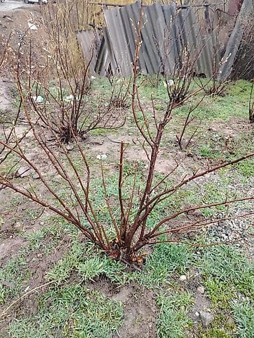 Продаю саженцы чёрной смородины, даёт обильный урожай. район at lalafo.kg Продаю саженцы чёрной смородины, даёт обильный урожай. район