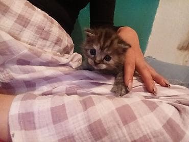 Котята домашние, пушистые, с ярко выраженным «детским» пухом и at lalafo.kg Котята домашние, пушистые, с ярко выраженным «детским» пухом и