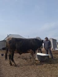 Продаю | Бык (самец) | Голштин | Для разведения | Племенные at lalafo.kg Продаю | Бык (самец) | Голштин | Для разведения | Племенные