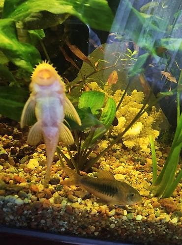 Продаю сомиков анциструса самца с самцом жёлтых а также чёрных, цена at lalafo.kg Продаю сомиков анциструса самца с самцом жёлтых а также чёрных, цена