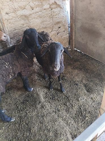 Продаю | Овца (самка) | Для разведения at lalafo.kg Продаю | Овца (самка) | Для разведения