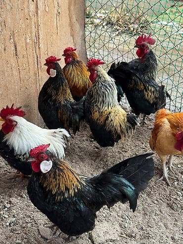 Продаю | Куры, Петух | Для разведения at lalafo.kg Продаю | Куры, Петух | Для разведения