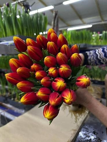 LED гирляндалар: Цветы и подарочные композиции - Тюльпаны срезанные в индивидуальной lalafo.kg да — 2 LED гирляндалар: Цветы и подарочные композиции - Тюльпаны срезанные в индивидуальной — 2