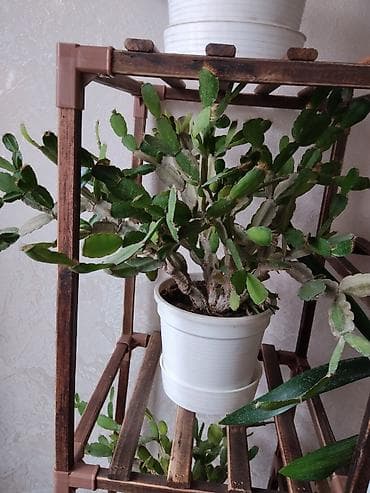 Декабрист цвет ярко-красный at lalafo.kg Декабрист цвет ярко-красный