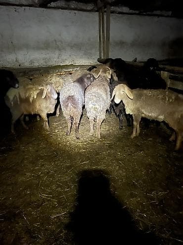Продаю | Овца (самка) | Для разведения | Матка at lalafo.kg Продаю | Овца (самка) | Для разведения | Матка