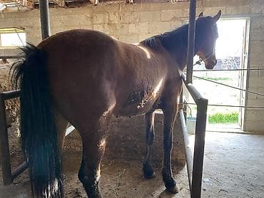 Продаю | Конь (самец) | На забой, Для разведения, Рабочий at lalafo.kg Продаю | Конь (самец) | На забой, Для разведения, Рабочий