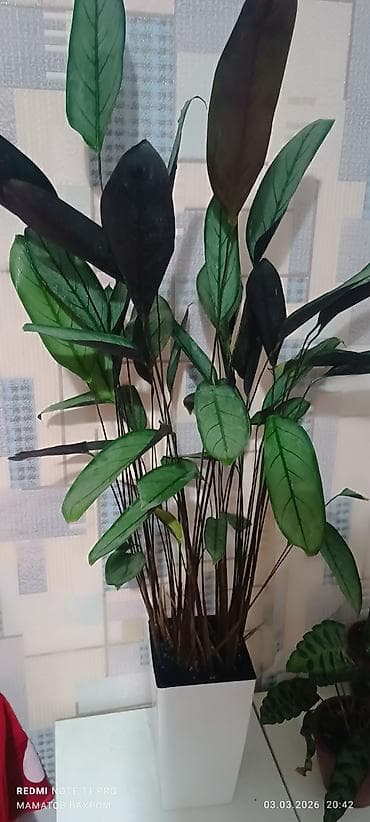 Декоративные комнатные растения в горшках. 1) Высокое растение с at lalafo.kg Декоративные комнатные растения в горшках. 1) Высокое растение с