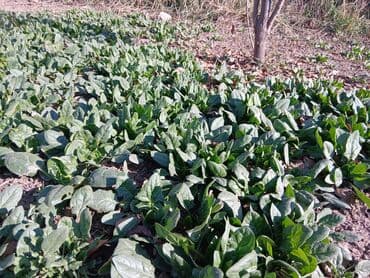 Зелень и микрозелень, Шпинат, Самовывоз at lalafo.kg Зелень и микрозелень, Шпинат, Самовывоз