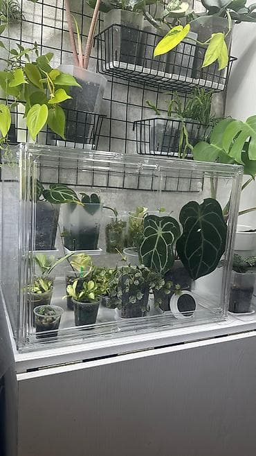 Тепличка для растений. Дверь на магнитах. Отлично держит влажность at lalafo.kg Тепличка для растений. Дверь на магнитах. Отлично держит влажность