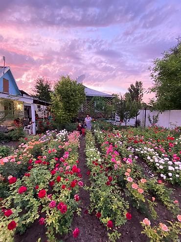 Продаю саженцы роз at lalafo.kg Продаю саженцы роз