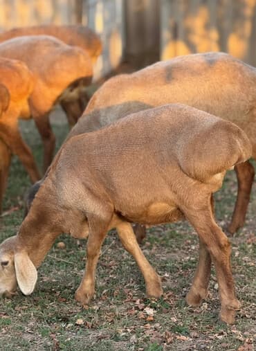 Продаю | Ягненок | Арашан | Для разведения | Племенные at lalafo.kg Продаю | Ягненок | Арашан | Для разведения | Племенные
