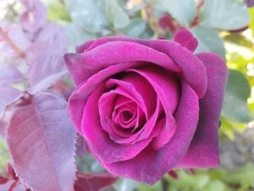 ТОЛЬКО ОПТОМ КОРНИ РОЗ ПОКА ЕСТЬ АССОРТИМЕНТ Садовые розы – микс at lalafo.kg — 5 ТОЛЬКО ОПТОМ КОРНИ РОЗ ПОКА ЕСТЬ АССОРТИМЕНТ Садовые розы – микс — 5