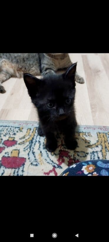 1 месяц, Мальчик, Приучена к лотку at lalafo.kg 1 месяц, Мальчик, Приучена к лотку