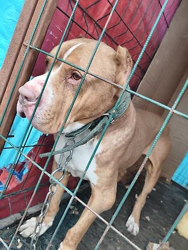 Американский питбультерьер, кобель. Окрас палевый с белыми отметинами lalafo.kg да — 10 Американский питбультерьер, кобель. Окрас палевый с белыми отметинами — 10