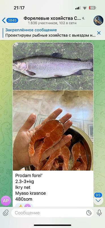 Балыктар: Форель свежая выращенная на чистой воде. Размеры от 1-2+ lalafo.kg да — 1 Балыктар: Форель свежая выращенная на чистой воде. Размеры от 1-2+ — 1