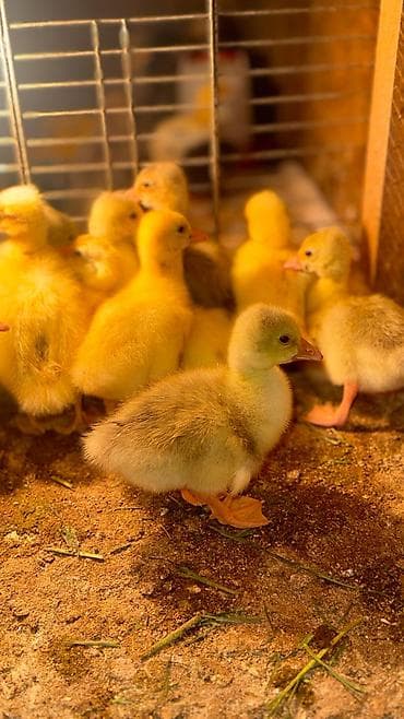 Продаю гусят at lalafo.kg Продаю гусят