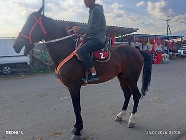 Продаю | Жеребец at lalafo.kg Продаю | Жеребец