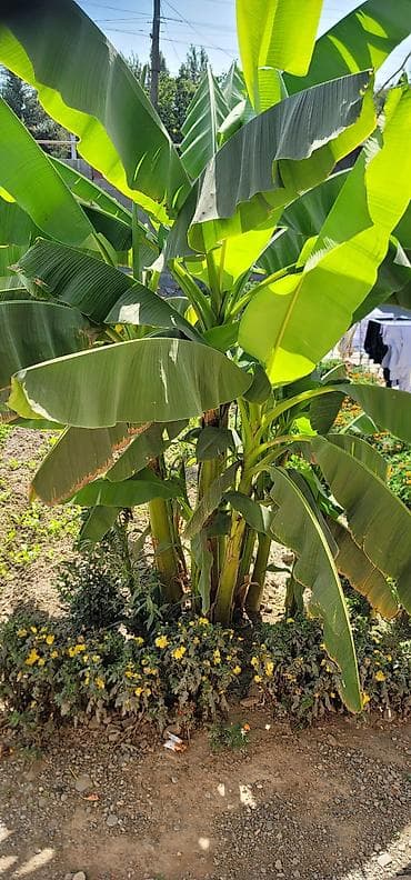 Продаю саженцы банана местный .Город ош at lalafo.kg Продаю саженцы банана местный .Город ош