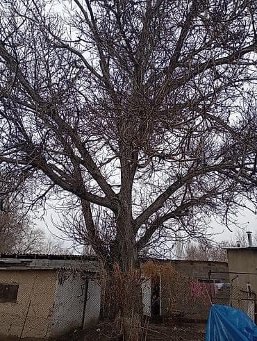 Продаю орех большая дерево at lalafo.kg Продаю орех большая дерево