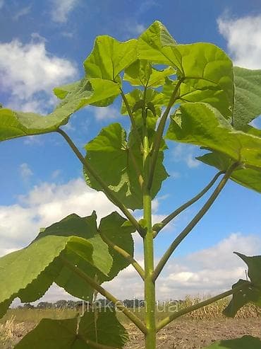 Павлония черенки Павлония "Кут дарагы" тамыр калемчелери быстро и at lalafo.kg Павлония черенки Павлония "Кут дарагы" тамыр калемчелери быстро и