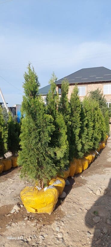 Саженцы деревьев: Туи, Платная доставка at lalafo.kg Саженцы деревьев: Туи, Платная доставка