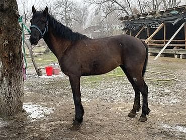 ЗИЛ: Сатам | Жылкы (эркек) | Аргын lalafo.kg да — 3 ЗИЛ: Сатам | Жылкы (эркек) | Аргын — 3