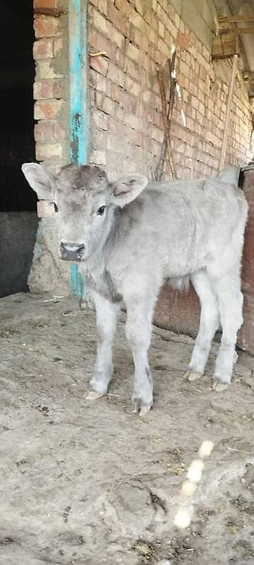 Продаю | Бык (самец) | На откорм | Искусственник at lalafo.kg Продаю | Бык (самец) | На откорм | Искусственник