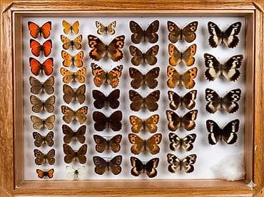 Бабочки в рамке, бабочки настоящие в рамке, красивое украшение для at lalafo.kg Бабочки в рамке, бабочки настоящие в рамке, красивое украшение для