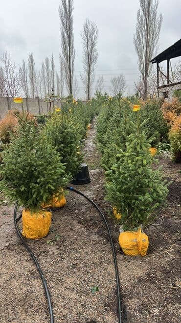 Живые новогодние ели с комом земли - Порода: ель (хвоя густая at lalafo.kg Живые новогодние ели с комом земли - Порода: ель (хвоя густая