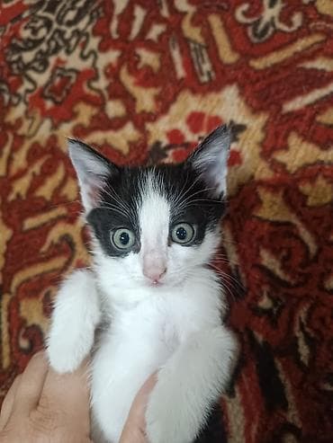 Очень милые котята ждут своего хозяина 100 сом at lalafo.kg Очень милые котята ждут своего хозяина 100 сом