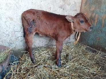 Продаю | Музоо, торпок | На откорм at lalafo.kg Продаю | Музоо, торпок | На откорм