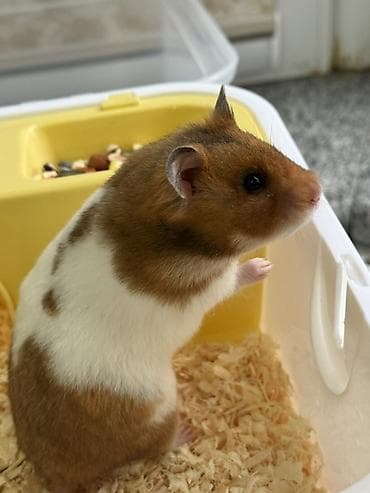 Деңиз чочколору: Пластиковая клетка-домик для хомячка Хомячок девочка 1,5 месяца 🐹 lalafo.kg да — 3 Деңиз чочколору: Пластиковая клетка-домик для хомячка Хомячок девочка 1,5 месяца 🐹 — 3