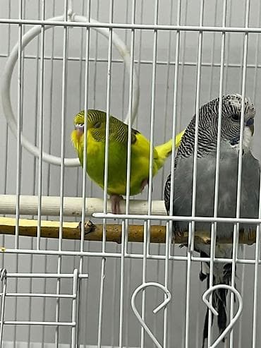 Пара валнистых попугаев 1 шт 1000 Описание: - Два ручных волнистых at lalafo.kg Пара валнистых попугаев 1 шт 1000 Описание: - Два ручных волнистых