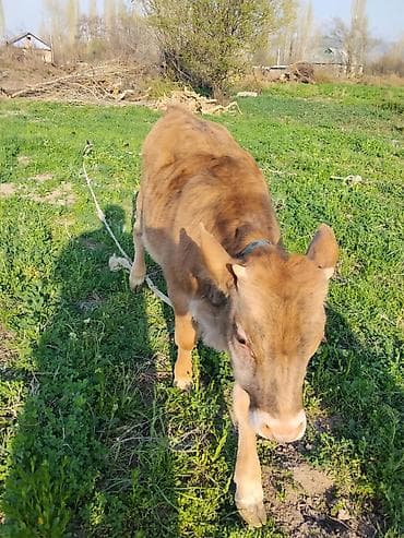 Продаю | Бык (самец) | Швицкая | На откорм | Привязанные at lalafo.kg Продаю | Бык (самец) | Швицкая | На откорм | Привязанные