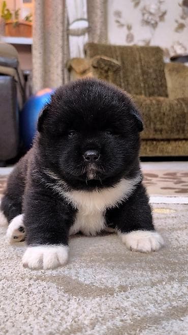 Щенок американской акиты открыта к резерву, девочка 27.01.26 в новый at lalafo.kg Щенок американской акиты открыта к резерву, девочка 27.01.26 в новый