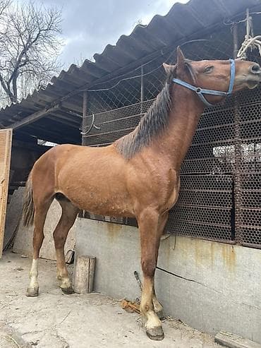 Продаю | Жеребец | Рабочий at lalafo.kg Продаю | Жеребец | Рабочий