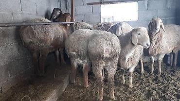 Продаю | Баран (самец) | Для разведения | Матка at lalafo.kg Продаю | Баран (самец) | Для разведения | Матка